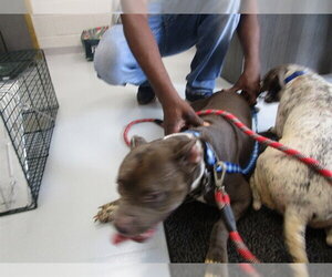 American Pit Bull Terrier Dogs for adoption in Ocala, FL, USA
