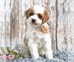 Small #3 Goldendoodle (Miniature)