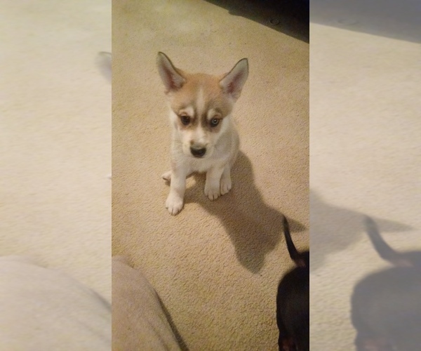 Medium Photo #6 Gerberian Shepsky Puppy For Sale in EDMORE, MI, USA