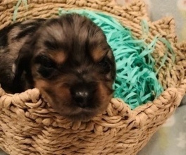 Medium Photo #4 Dachshund Puppy For Sale in DENHAM SPRINGS, LA, USA