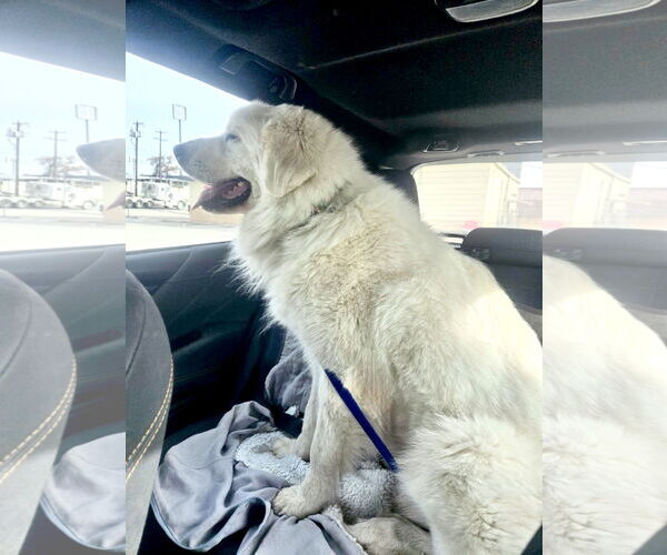 Medium Photo #10 Great Pyrenees Puppy For Sale in Spring, TX, USA