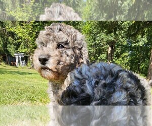 Goldendoodle Puppy for sale in BATTLE GROUND, WA, USA