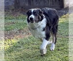 Small #4 Australian Shepherd