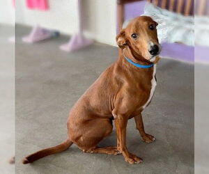 Medium Labrador Retriever Mix