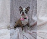 Puppy Tawny Boston Terrier