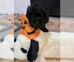 Puppy Puppy 4 YorkiePoo