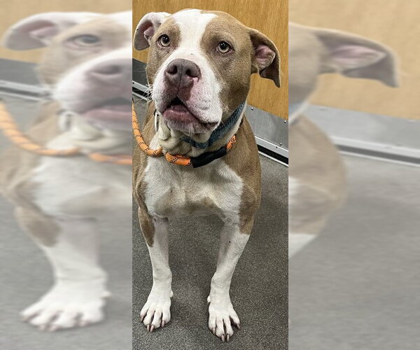 Medium Photo #1 Mutt Puppy For Sale in Forestville, MD, USA