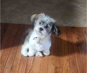 Havanese-Mi-Ki Mix Puppy for sale in EVERGREEN PARK, IL, USA