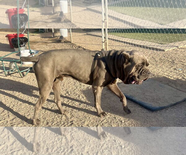 Medium Photo #4 Mutt Puppy For Sale in Goodyear, AZ, USA