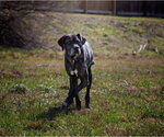 Small #2 Great Dane Mix