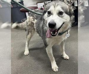 Medium Siberian Husky