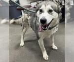 Small Siberian Husky