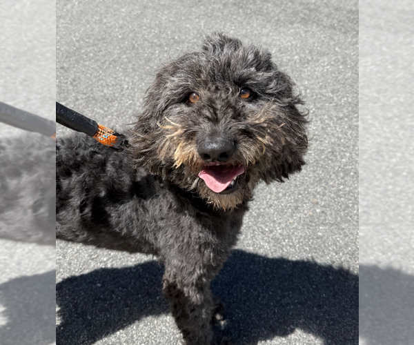 Medium Photo #2 Mutt Puppy For Sale in Brooklyn, NY, USA