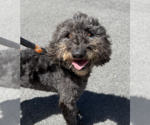 Small #1 Mutt