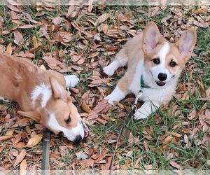 Pembroke Welsh Corgi Puppy for sale in HILLIARD, FL, USA