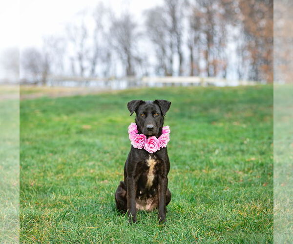 Medium Photo #3 Labrador Retriever-Retriever  Mix Puppy For Sale in Unionville, PA, USA