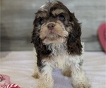 Small #3 Cockapoo-Poodle (Miniature) Mix
