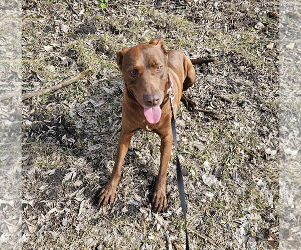Medium Photo #1 - Mix Puppy For Sale in Brooklyn Center, MN, USA
