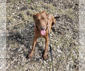 - Mix Dogs for adoption in Brooklyn Center, MN, USA