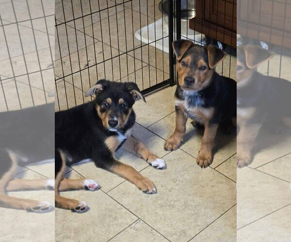 Medium Photo #3 Mutt Puppy For Sale in New London, WI, USA