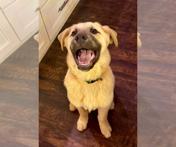 Medium Photo #4 Anatolian Shepherd-Great Pyrenees Mix Puppy For Sale in Higley, AZ, USA
