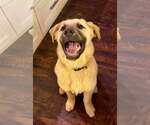 Small #3 Anatolian Shepherd-Great Pyrenees Mix