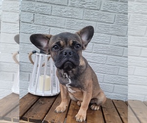 Faux Frenchbo Bulldog Puppy for sale in INDIANAPOLIS, IN, USA