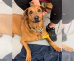 Small #2 Rhodesian Ridgeback Mix