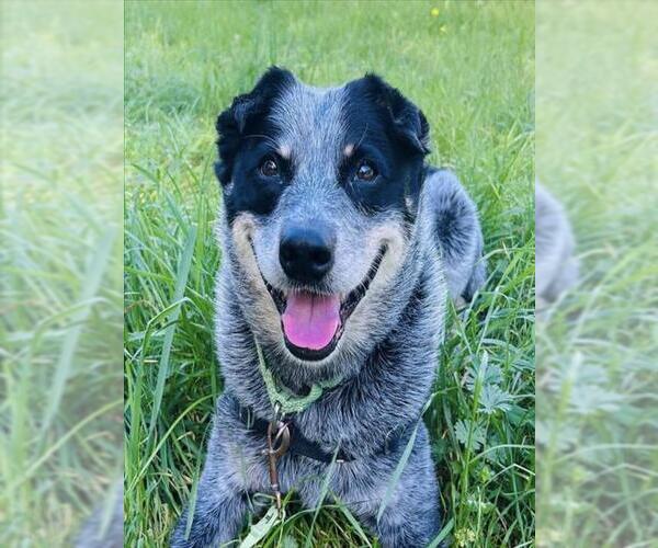 Medium Photo #1 Texas Heeler Puppy For Sale in Santa Barbara, CA, USA