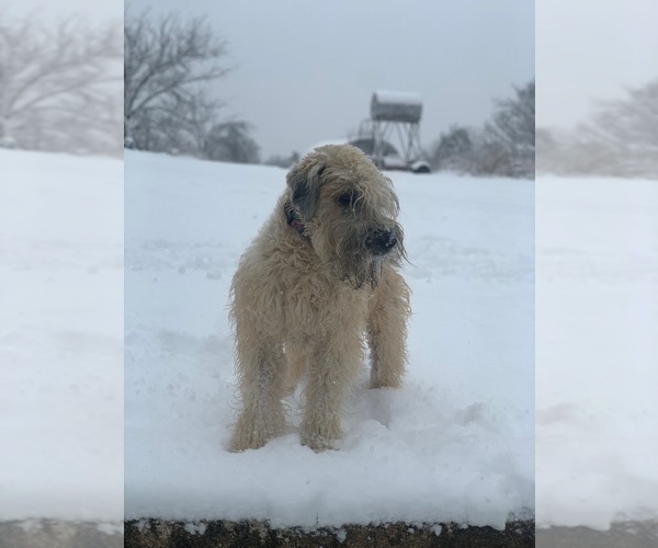 Medium Photo #1 Soft Coated Wheaten Terrier Puppy For Sale in SALEM, MO, USA