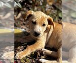 Small Photo #3 Labrador Retriever Puppy For Sale in Holly Springs, NC, USA