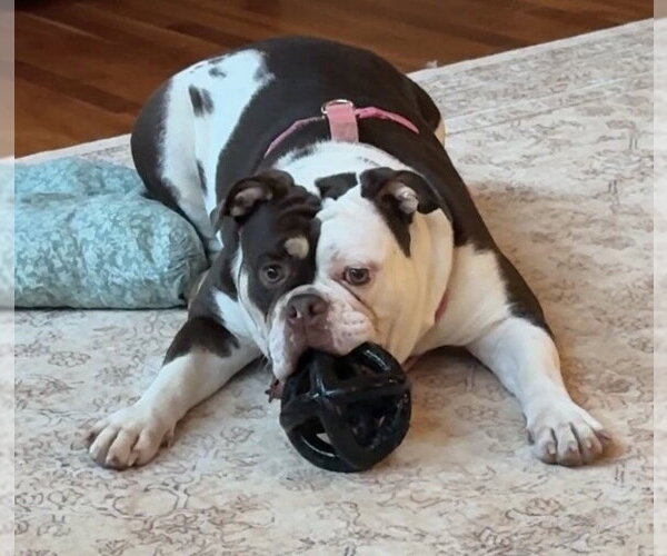 Medium Photo #3 Bulldog Puppy For Sale in Holly Springs, NC, USA