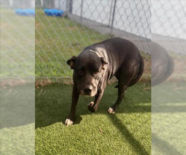 Medium Photo #1 American Pit Bull Terrier-Unknown Mix Puppy For Sale in Texas City, TX, USA