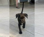 Small #3 Labrador Retriever Mix