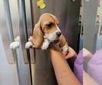 Small Photo #5 Basset Hound Puppy For Sale in BUENA PARK, CA, USA