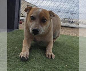 Mutt Dogs for adoption in HESPERIA, CA, USA