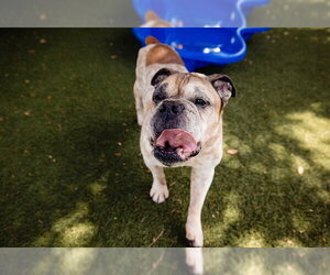 Bulldog Dogs for adoption in Orlando, FL, USA