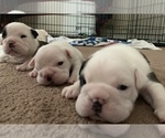 Small Photo #2 English Bulldog Puppy For Sale in ACWORTH, GA, USA