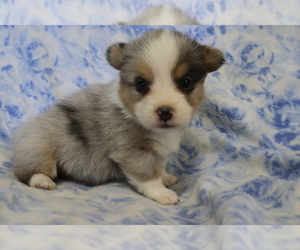 Pembroke Welsh Corgi Puppy for sale in SHILOH, OH, USA