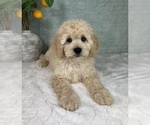 Small #5 Cavapoo