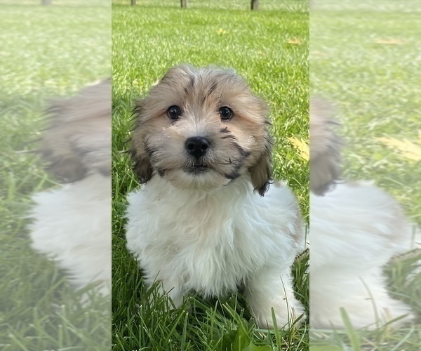 Medium Photo #3 ShihPoo Puppy For Sale in CANOGA, NY, USA