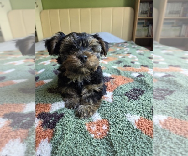 Medium Photo #41 Yorkshire Terrier Puppy For Sale in RHOADESVILLE, VA, USA