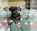 Small Photo #41 Yorkshire Terrier Puppy For Sale in RHOADESVILLE, VA, USA