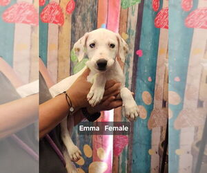 American Pit Bull Terrier-Unknown Mix Dogs for adoption in Evansville, IN, USA