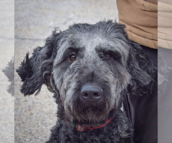 Medium Photo #7 Pyredoodle Puppy For Sale in Huntley, IL, USA