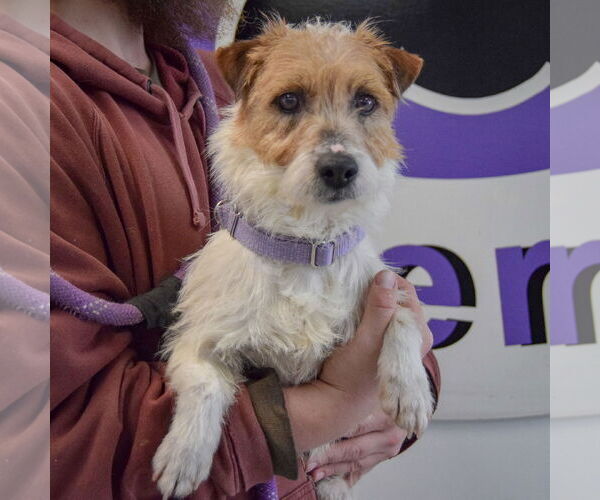 Medium Photo #2 Jack Russell Terrier-Unknown Mix Puppy For Sale in Huntley, IL, USA