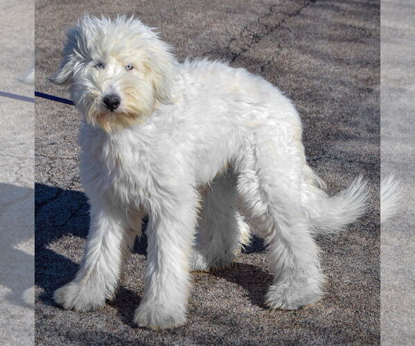 Medium Photo #2 Labradoodle Puppy For Sale in Huntley, IL, USA