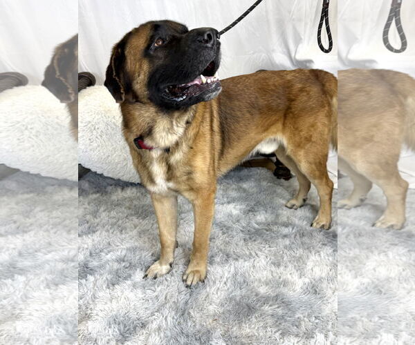 Medium Photo #3 Mastiff Puppy For Sale in Goodyear, AZ, USA