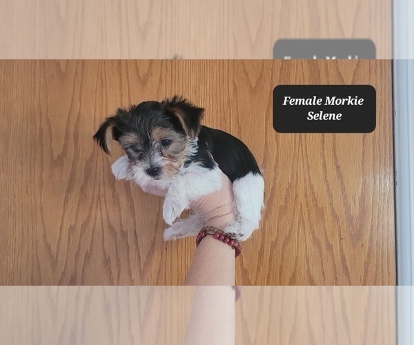 Medium Photo #4 Morkie Puppy For Sale in TUCSON, AZ, USA