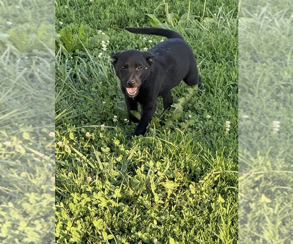 Medium Photo #8 Australian Cattle Dog-Labrador Retriever Mix Puppy For Sale in CENTRALIA, IL, USA